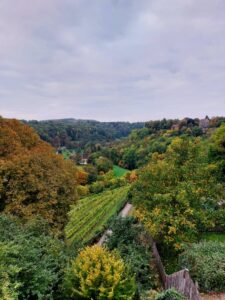 Maple Germany 2025 559415561 10162247395787934 2785558242313467256 n