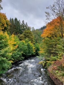 Maple Germany 2025 559946994 10162238596102934 4633492373910909202 n