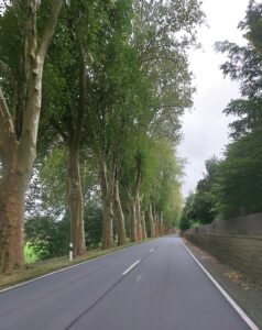 Maple Germany 2025 560264374 10162231022762934 7187437495417336166 n