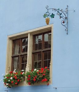 Maple Germany 2025 561311860 10162247395902934 1951726146724756927 n