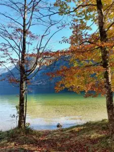 Maple Germany 2025 germany 2025