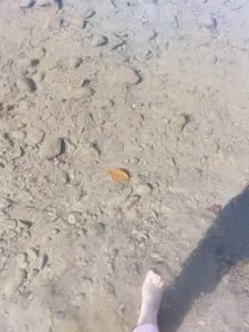 Maple Germany 2025 Germany 2025