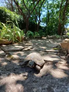 Croatia 2024 our accommodation garden in dubrovnik 01
