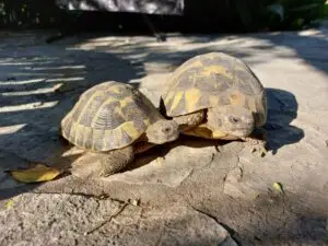 Croatia 2024 our accommodation garden in dubrovnik 02
