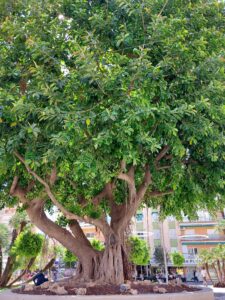 Benidorm 2023 513819164 10161701026332934 5494840333182133133 n