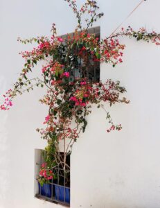 Benidorm 2023 514046143 10161702114892934 3563559200227828072 n