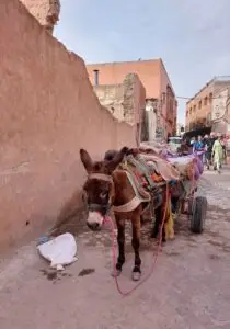 Morocco 491679104 10161403886202934 920637947620172255 n