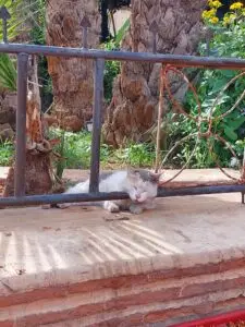 Morocco 491861300 10161404168607934 3795735304617046613 n