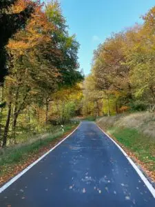 Maple Germany 2025 571234239 10162293969902934 868666721762170945 n