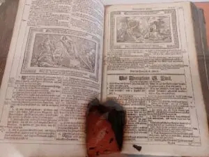 Maple Germany 2025 573522459 10162311754927934 3918853975509254015 n