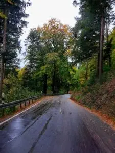 Maple Germany 2025 black forest road