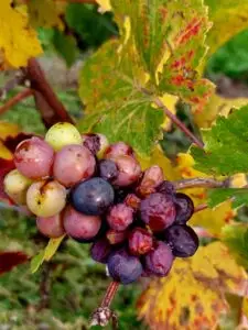 Maple Germany 2025 grapes