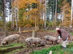 Maple Germany 2025 in campus galli2