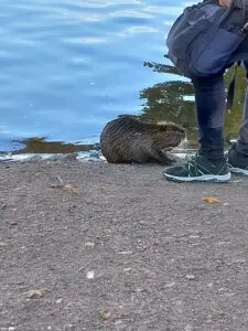 Prague 2023 nutria