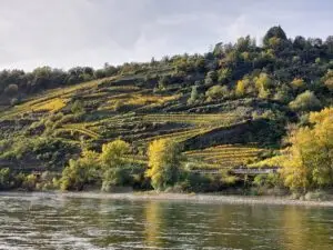 Maple Germany 2025 rhine walley