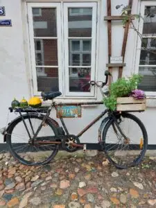 Maple Germany 2025 ribe (2)