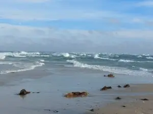 Maple Germany 2025 skagen