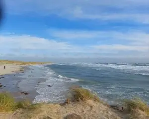 Maple Germany 2025 skagen (5)