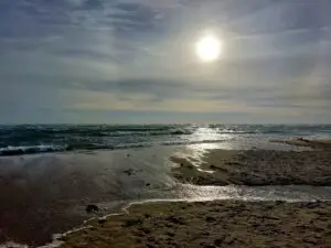 Maple Germany 2025 skagen (6)