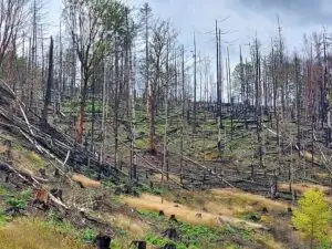 Prague 2023 unfortunately part of the national park was destroyed in a forest fire in 2022