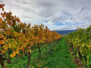 Maple Germany 2025 wineyard 2