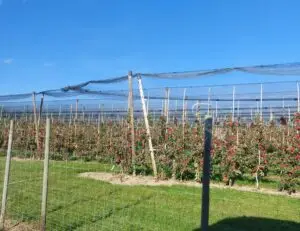 Maple Germany 2025 wineyard we stayed at