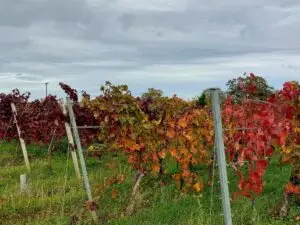 Maple Germany 2025 wineyards in musbach