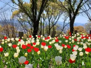 Japan 2024 515165245 10161747543607934 6520985160607605447 n