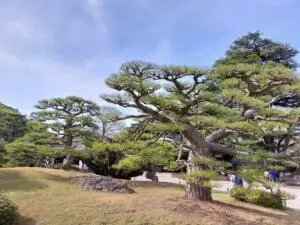 Japan 2024 515294168 10161747543117934 8863323952367887305 n