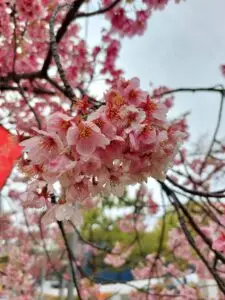 Japan 2024 515438741 10161747061152934 2986054202499638233 n