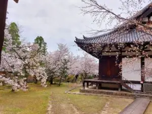 Japan 2024 515438741 10161747174597934 5441983257092187603 n