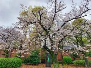 Japan 2024 515486462 10161747061267934 1822445902733598089 n