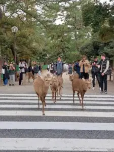 Japan 2024 515493372 10161747174467934 1799081167904143082 n