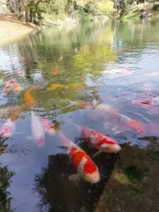 Japan 2024 515493854 10161747543522934 5247717882518193406 n