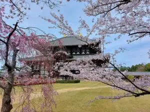 Japan 2024 515495902 10161747174387934 3122204944875733472 n