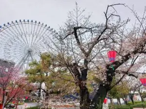 Japan 2024 515501179 10161747061187934 8035152290063002377 n