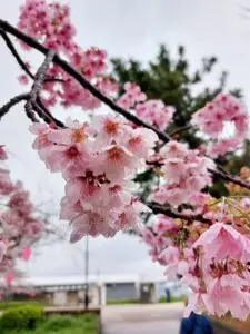 Japan 2024 515510666 10161747061317934 5439837650579956930 n