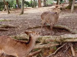 Japan 2024 515510737 10161747174457934 8893175765683252124 n