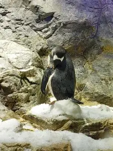 Japan 2024 515545696 10161747060797934 2165023769099399641 n