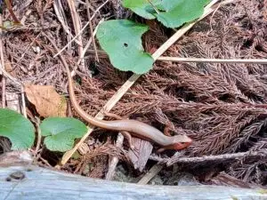 Japan 2024 515547121 10161747793767934 1658845830290494781 n