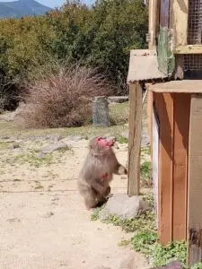 Japan 2024 515682642 10161747672862934 888074700878360822 n