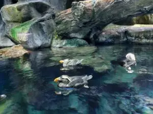 Japan 2024 516073937 10161747061062934 459263020696940502 n