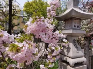 Japan 2024 516096883 10161747137892934 8506073064989661 n