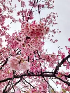 Japan 2024 516113572 10161747061197934 4892223155345532226 n