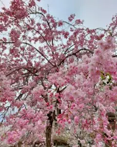 Japan 2024 516212537 10161747174427934 7215983501181524762 n