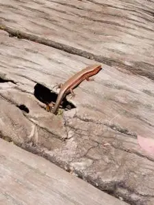 Japan 2024 516250160 10161747543452934 4115428322248595333 n