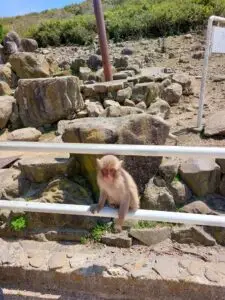 Japan 2024 516292829 10161747673052934 4417603933117172318 n