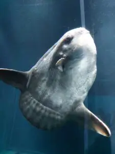 Japan 2024 516333649 10161747060877934 5807254886245351803 n