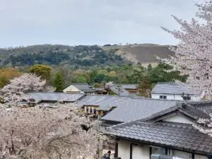 Japan 2024 516592426 10161747174462934 8539178282824446023 n