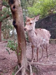 Japan 2024 516780107 10161747174357934 5612607251459992082 n